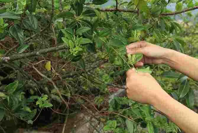 Чому робота в саду продовжує життя