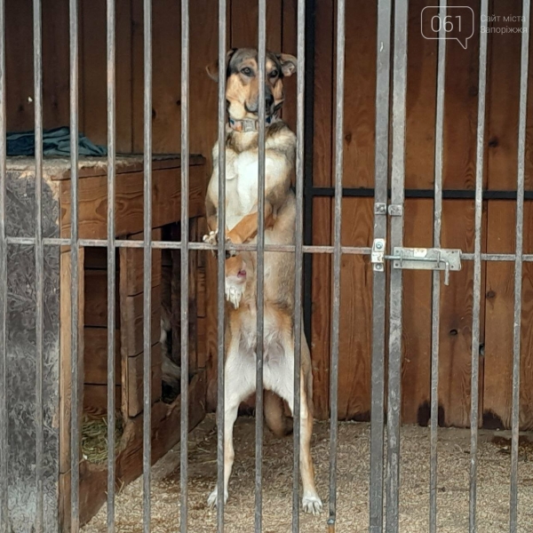Енергетики відновили вольєри та господарські споруди у постраждалому від &laquo;прильоту&raquo; притулку &laquo;Дай лапу, друже&raquo;