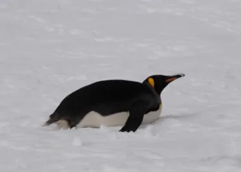 “Допоміг випадок”: поблизу станції “Академік Вернадський” помітили королівського пінгвіна
