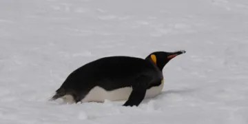 “Допоміг випадок”: поблизу станції “Академік Вернадський” помітили королівського пінгвіна