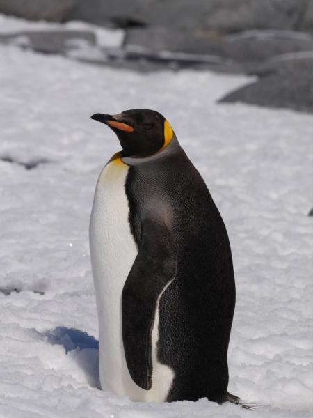 "Допоміг випадок": поблизу станції "Академік Вернадський" помітили королівського пінгвіна