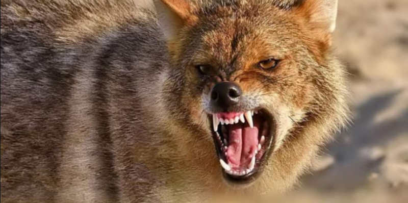 Несподівані хижаки: на Прикарпатті помітили шакалів (ВІДЕО)