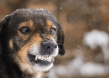 Агресивний пес тримає у напрузі Надвірну: є понад десять звернень до медиків (ФОТО)