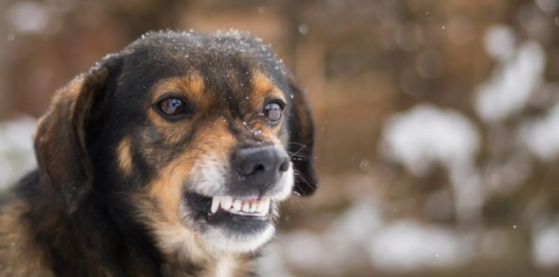 Агресивний пес тримає у напрузі Надвірну: є понад десять звернень до медиків (ФОТО)