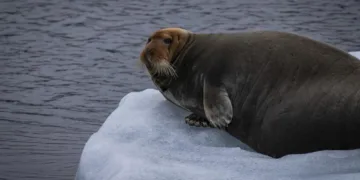 Кабмін затвердив Стратегію України щодо Антарктики, Арктики та Світового океану на 2026-2035 роки