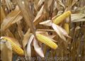 Нові підходи у виборі кукурудзи для посіву