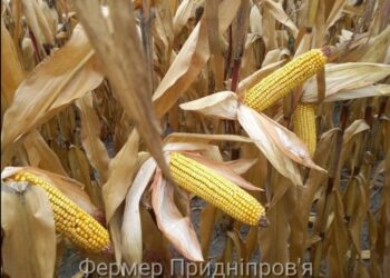 Нові підходи у виборі кукурудзи для посіву
