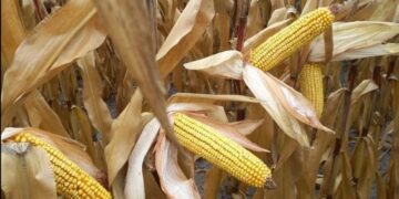 Нові підходи у виборі кукурудзи для посіву