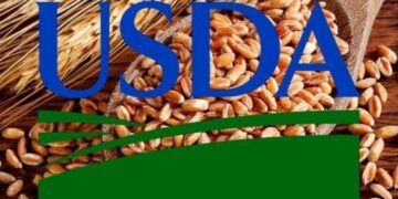 Прогноз світового виробництва пшениці на 2025/26 МР знижено до 841,8 млн т