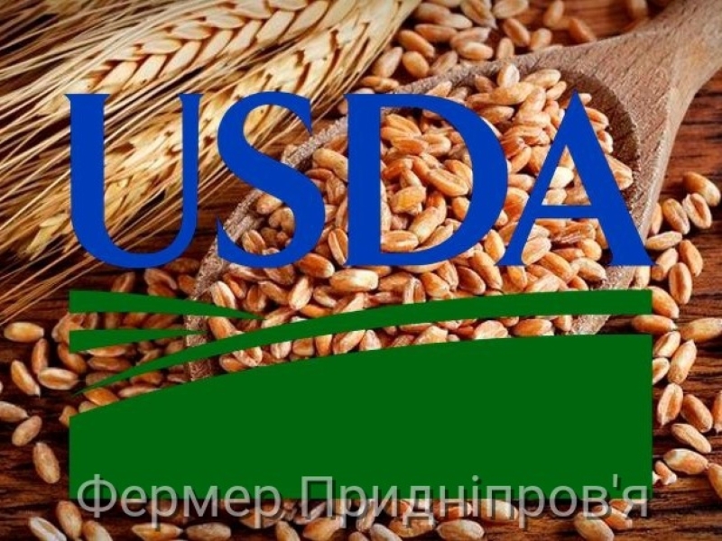 Прогноз світового виробництва пшениці на 2025/26 МР знижено до 841,8 млн т