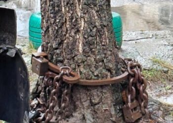 У Миколаєві “заарештували” дерево: рятувальна операція пройшла успішно, – ФОТО