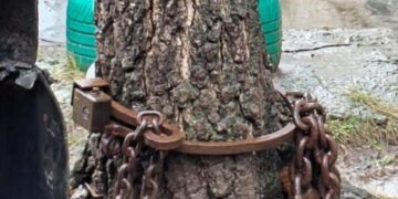 У Миколаєві “заарештували” дерево: рятувальна операція пройшла успішно, – ФОТО