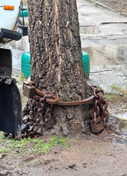 У Миколаєві &ldquo;заарештували&rdquo; дерево: рятувальна операція пройшла успішно, - ФОТО