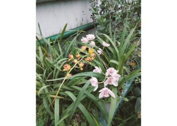 В Дніпрі, не дивлячись на холод та відсутність світла, квітують орхідеї