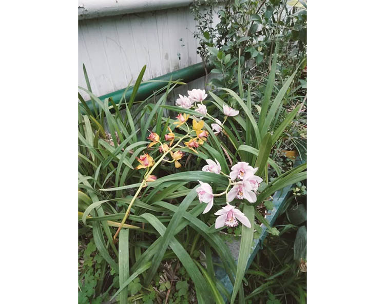 В Дніпрі, не дивлячись на холод та відсутність світла, квітують орхідеї