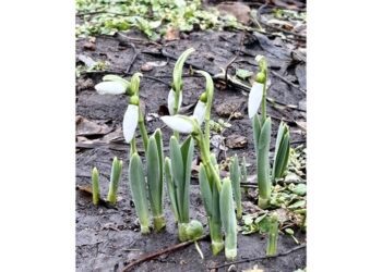 В Дніпрі з’явилися перші підсніжники