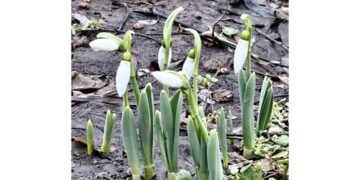 В Дніпрі з’явилися перші підсніжники