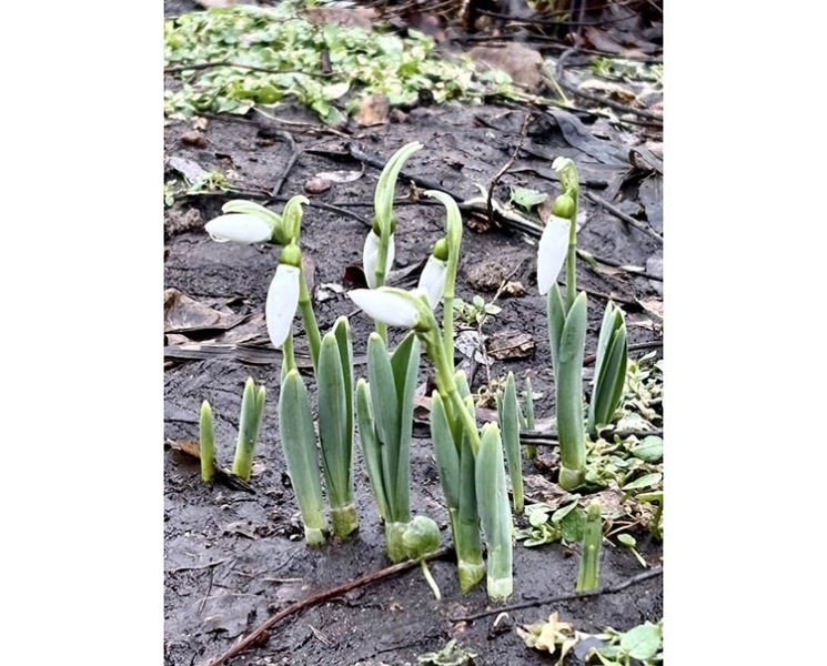 В Дніпрі з’явилися перші підсніжники