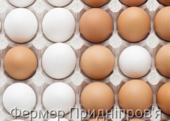 Вітчизняні птахівники за січень заробили на яйцях 20, 9 мільйона доларів