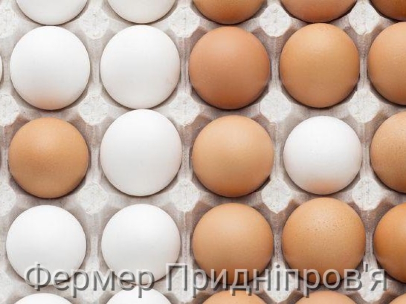 Вітчизняні птахівники за січень заробили на яйцях 20, 9 мільйона доларів