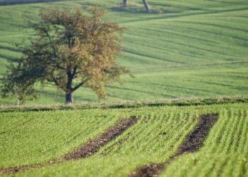 У Запоріжжі планують впорядкувати понад 6 гектарів комунальних земель