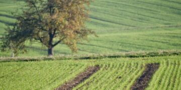 У Запоріжжі планують впорядкувати понад 6 гектарів комунальних земель