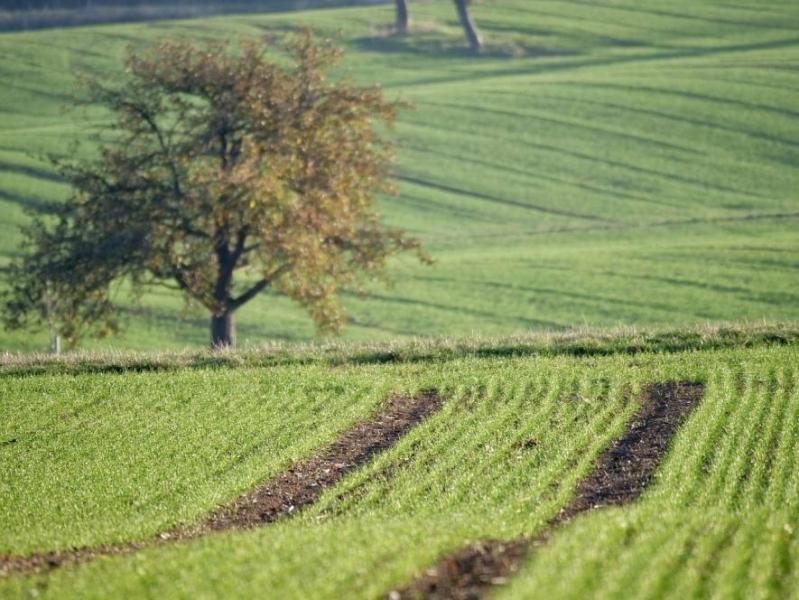 У Запоріжжі планують впорядкувати понад 6 гектарів комунальних земель