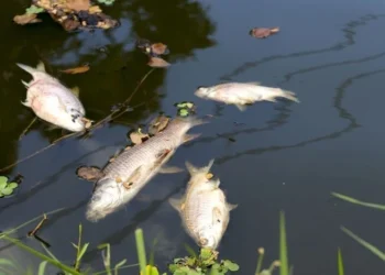На найбільшому озері в Пущі-Водиці стався масовий мор риби (фото)