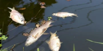 На найбільшому озері в Пущі-Водиці стався масовий мор риби (фото)