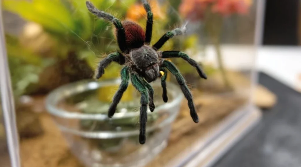 тераріум для павуків
