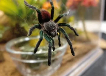 тераріум для павуків