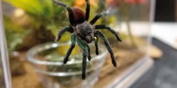 тераріум для павуків