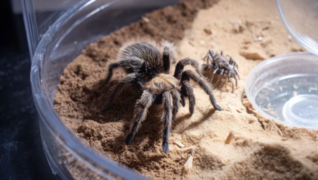 купити тераріум для павуків