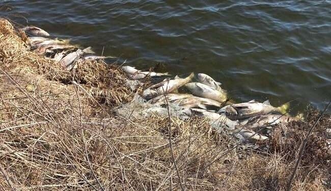На найбільшому озері в Пущі-Водиці стався масовий мор риби (фото)