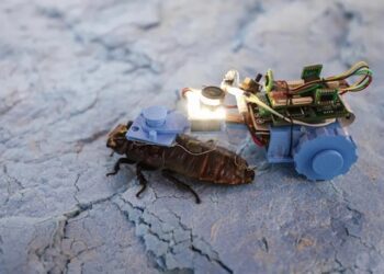 Сінгапурські вчені створили тарганів-кіборгів