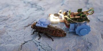 Сінгапурські вчені створили тарганів-кіборгів