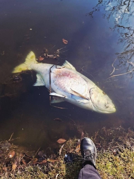 На найбільшому озері в Пущі-Водиці стався масовий мор риби (фото)