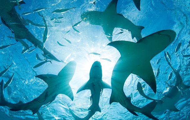 На Багамах в крові акул виявили кокаїн і кофеїн