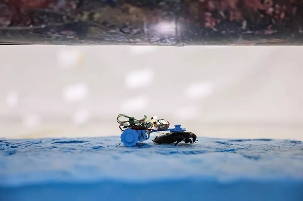 Сінгапурські вчені створили тарганів-кіборгів