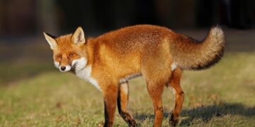 Лисиця проти вовка: унікальне відео полювання тварин