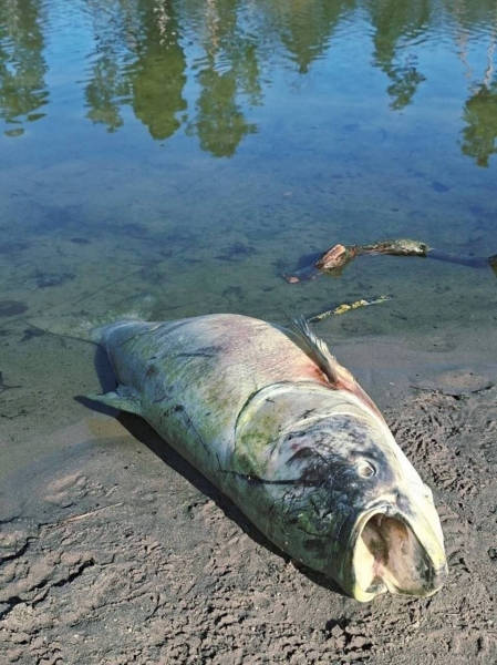 На найбільшому озері в Пущі-Водиці стався масовий мор риби (фото)