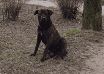 Великий собака без господаря лякає дітей біля школи №14 у Тернополі (ФОТО)