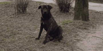 Великий собака без господаря лякає дітей біля школи №14 у Тернополі (ФОТО)