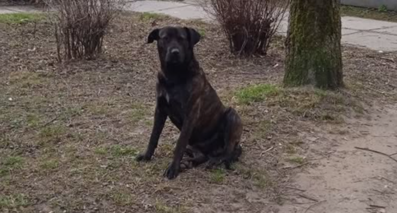 Великий собака без господаря лякає дітей біля школи №14 у Тернополі (ФОТО)