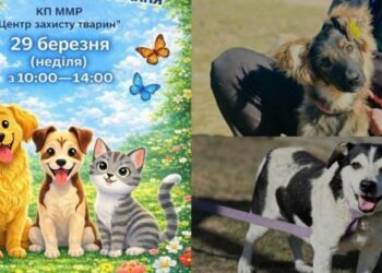 Дай дім хвостику: у Миколаєві відбудеться виставка-прилаштування тварин, – ФОТО