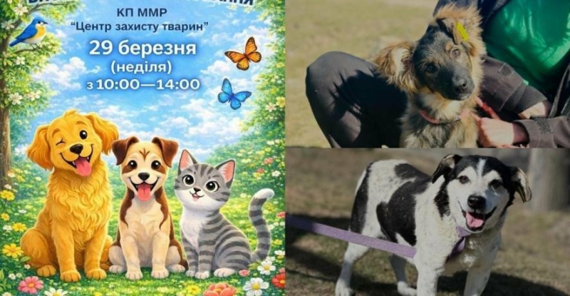 Дай дім хвостику: у Миколаєві відбудеться виставка-прилаштування тварин, - ФОТО