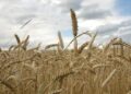 Україна використала лише половину експортного потенціалу пшениці