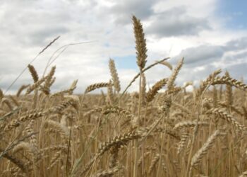 Україна використала лише половину експортного потенціалу пшениці