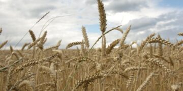 Україна використала лише половину експортного потенціалу пшениці