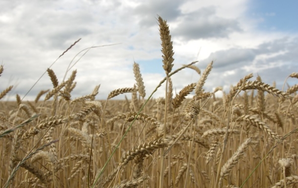 Україна використала лише половину експортного потенціалу пшениці